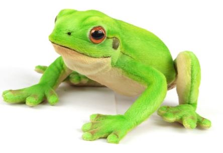Plush Green Frog