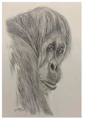 Greeting Card Orangutan Female